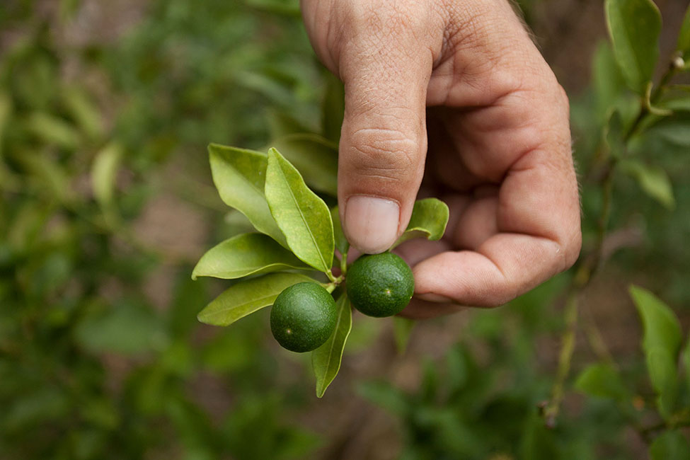 Limes SA Bontanical_150818_8700