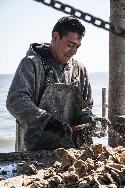 Oyster harvesting 190326_0744