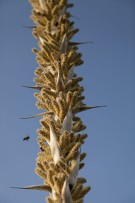 Desert Door Sotol 180513_7876