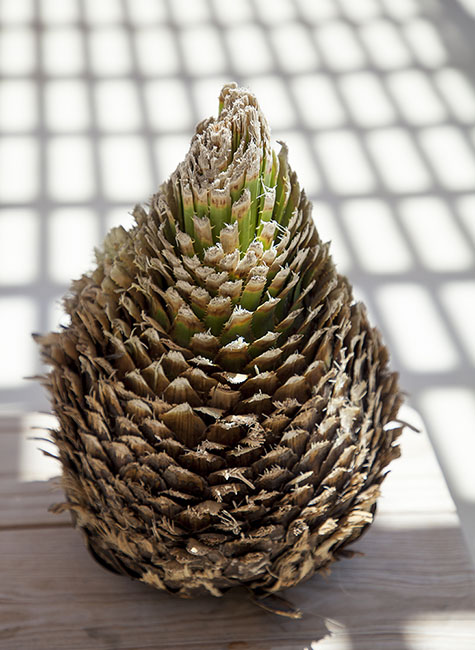 Desert Door Sotol 180419_6959