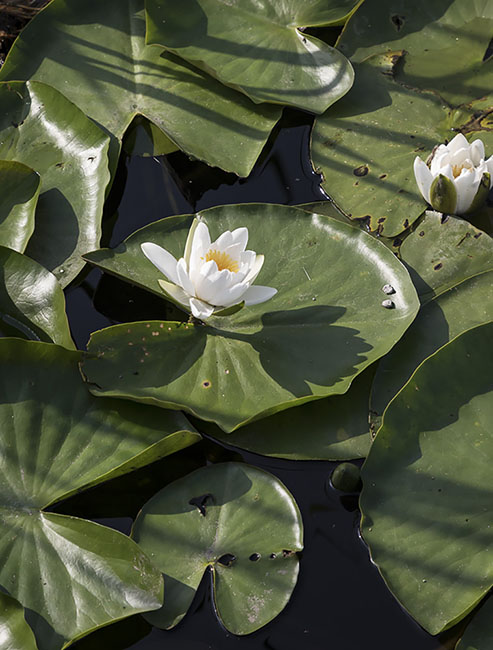 Kinderdijk Netherlands 190723_2672